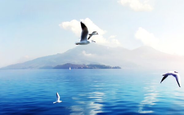 Wallpaper Seagulls, Switzerland