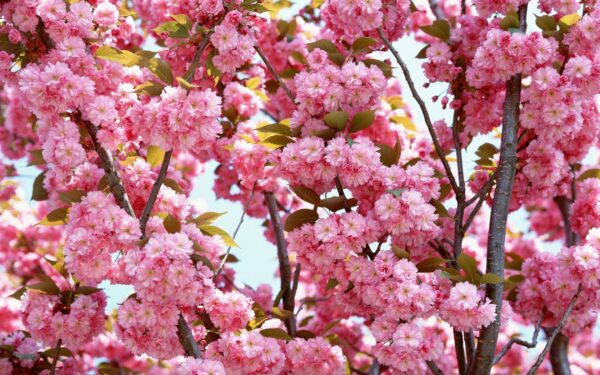 Wallpaper Pink, Flowers, Bloom