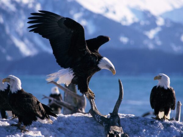 Wallpaper Extended, Wings, Bald, Eagles