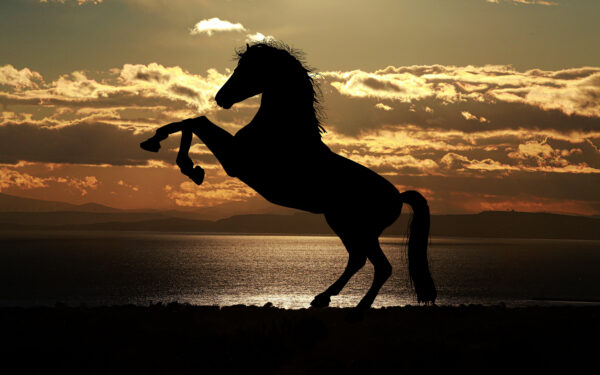 Wallpaper Silhouette, Sunset, Horse