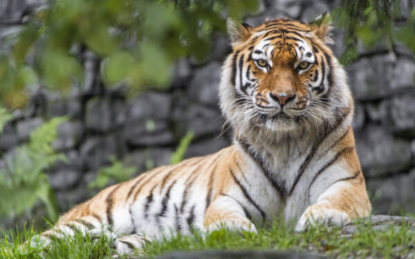 Wallpaper Tiger, Zoo