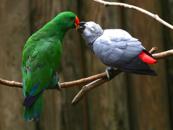 Wallpaper Parrots, Love