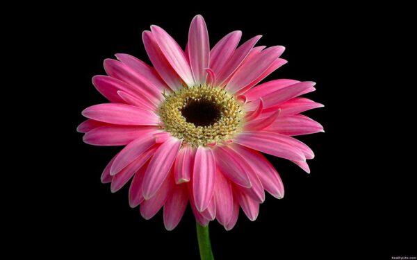 Wallpaper Beautiful, Daisy, Pink