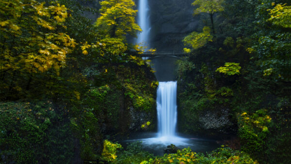 Wallpaper Forest, Waterfall