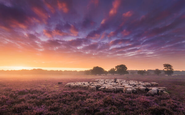 Wallpaper Landscape, Sheeps