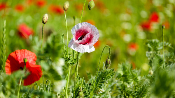 Wallpaper Flowers, Garden, 4k