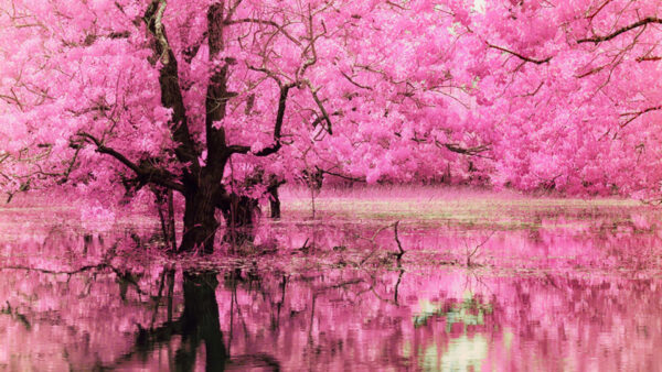 Wallpaper Flowers, Tree, Desktop, Pink, Reflecting, Water, Full, With