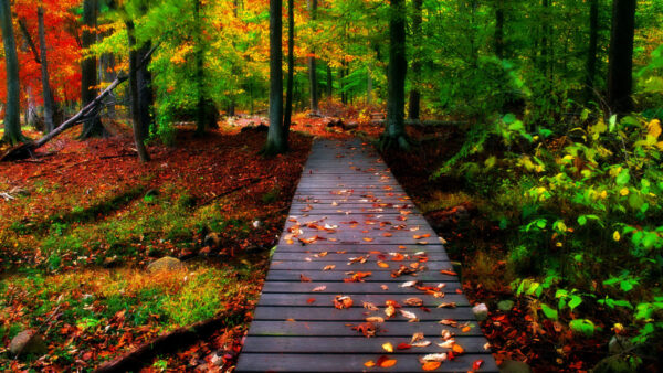 Wallpaper During, Colorful, Trees, Dock, Brown, Leaves, Nature, Dayime, Wooden, Autumn, Around, Desktop