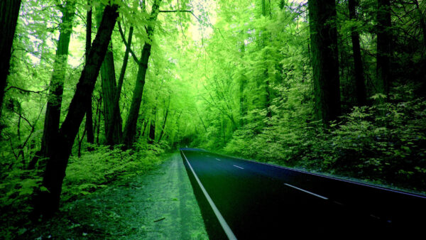 Wallpaper Road, Forest, Green, Trees, Between