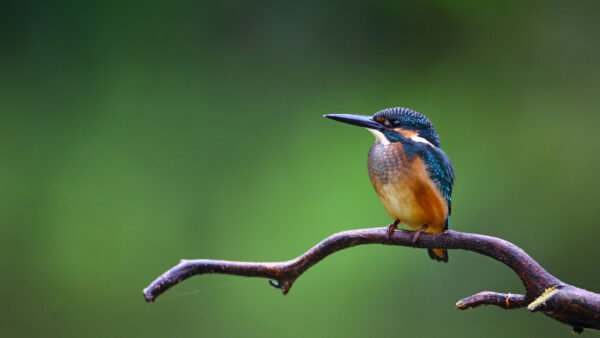 Wallpaper Background, Desktop, With, Birds, Mobile, Shallow, Dry, Kingfisher, Branch