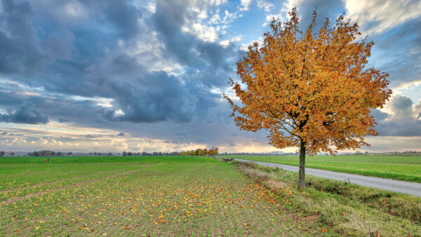 Wallpaper Under, Field, With, Road, Fall, During, Grass, Clouds, Between, Nature, Sky, Mobile, Desktop