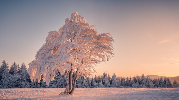 Wallpaper Desktop, Trees, Mobile, Daytime, Snow, Nature, Covered, During, Field