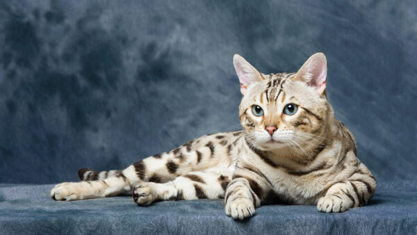 Wallpaper Ash, Table, Down, Lying, Color, Desktop, Brown, Background, White, Cat