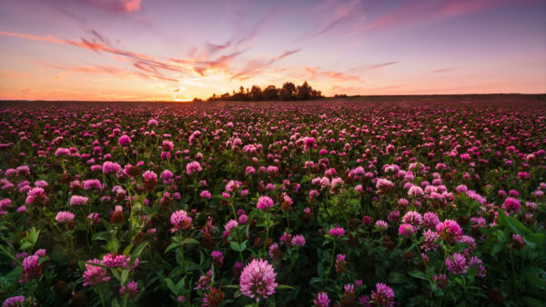 Wallpaper Sunrise, Flowers, Beautiful, With, During, Field, Desktop, Nature, Mobile, Pink