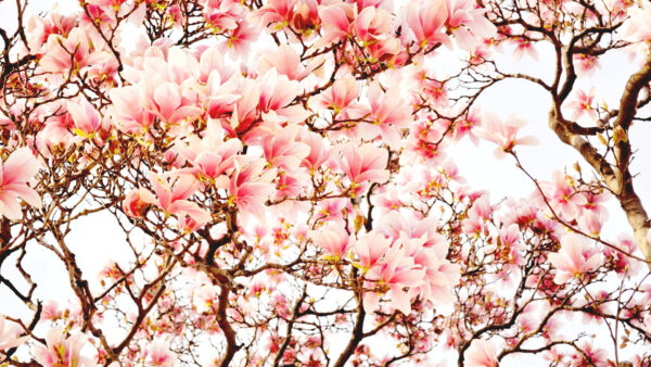 Wallpaper Flower, Magnolia, Tree, Pink, Desktop, Branch, Blossom