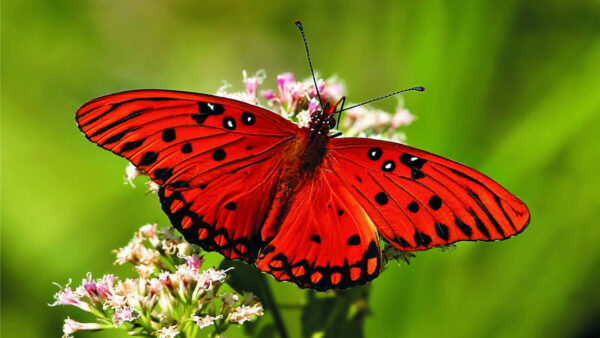 Wallpaper And, Red, Lovely, Butterfly, Flowers, With, Black, Green, Desktop, Background