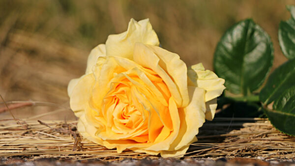 Wallpaper Rose, With, Yellow, Sticks, Blur, Flowers, Flower, Background, Leaves