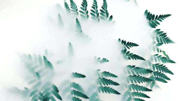 Wallpaper With, Mobile, Covered, Nature, Green, Smoke, Plant, Leaf, Desktop