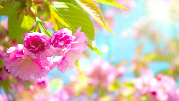 Wallpaper Pink, Bunch, Desktop, Background, With, Leaves, Blur, Flowers