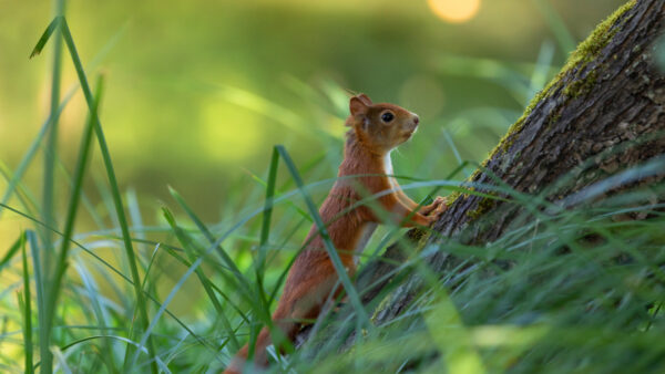 Wallpaper Desktop, Climbing, Squirrel, Brown, The, Tree, Mobile