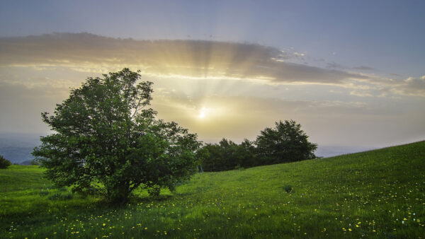 Wallpaper Sky, Trees, Under, Cloudy, Nature, Italy, Sunbeam, Field, Foliage, And, Green, Desktop, Meadow