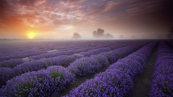 Wallpaper Lavender, Flowers, Photography, Field, Beautiful, Fog, With