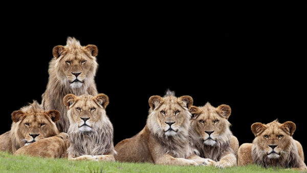 Wallpaper Background, With, Lions, Black, Desktop, Lion