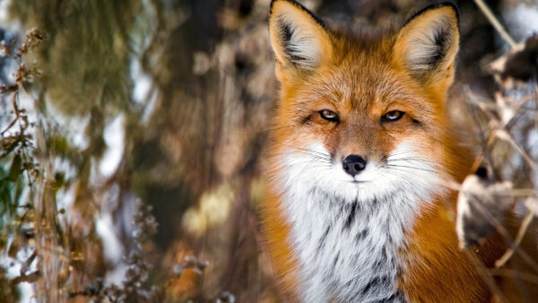 Wallpaper Standing, Fox, Brown, Background, Bokeh, Blur, White