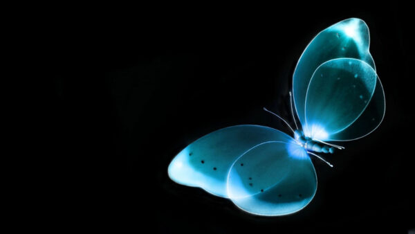 Wallpaper Desktop, Abstract, Blue, Butterfly