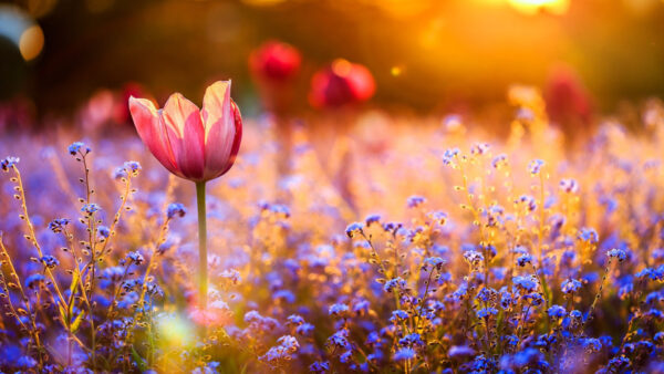 Wallpaper Background, Field, Purple, Flowers, Blur, Yellow, Spring