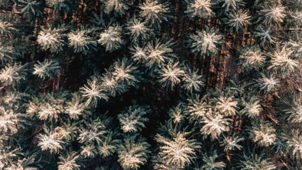 Wallpaper Covered, Snow, Aerial, Green, Mobile, Nature, Trees, View, Desktop