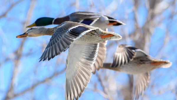 Wallpaper Mallard, Birds, Desktop