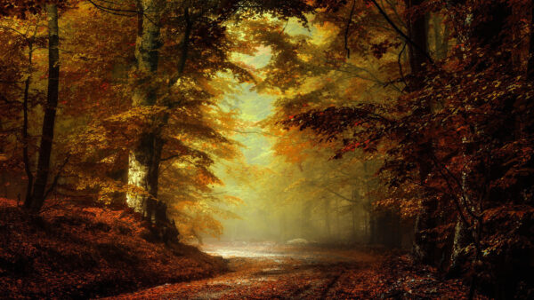 Wallpaper Forest, Fall, Desktop, Park, Road, During, Nature