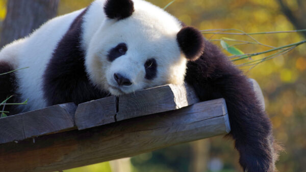 Wallpaper Down, Blur, Wooden, White, Lying, Green, Background, Bench, Panda, Black, Bokeh