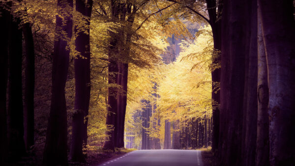 Wallpaper During, Road, Nature, Long, Desktop, Trees, Between, Forest, Fall