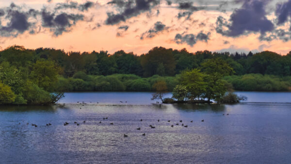 Wallpaper Orange, Desktop, Nature, Mobile, Trees, Birds, Light, Black, Water, Green, Under, Clouds, Forest