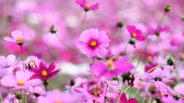 Wallpaper Dark, Light, Pink, Field, Flowers