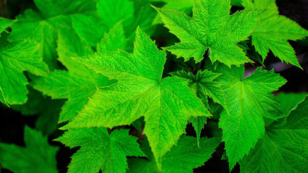 Wallpaper Green, Closeup, View, Leaves