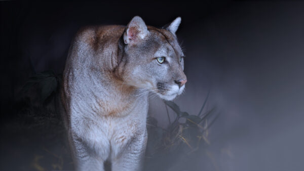 Wallpaper Cougar, Big, Cat