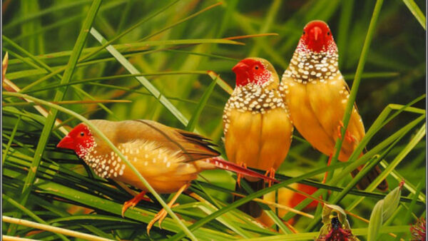 Wallpaper Green, Grass, Standing, Yellow, Birds, Red