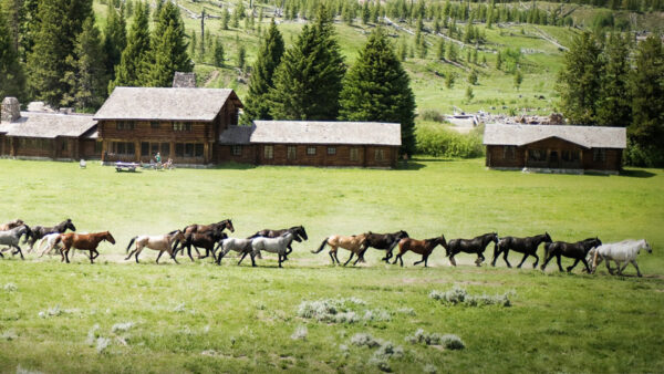 Wallpaper Horses, House, Field, Background, Trees, Grass, Horse, Hills, And, With, Desktop