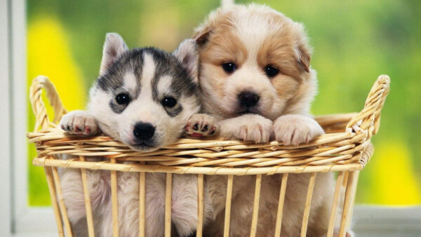 Wallpaper White, Puppy, Green, Black, Bamboo, Dogs, Blur, Cute, Brown, Background, Inside, Dog, Basket