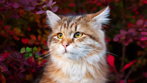 Wallpaper Colorful, Background, Leaves, White, Eyes, Yellow, Cat, Brown