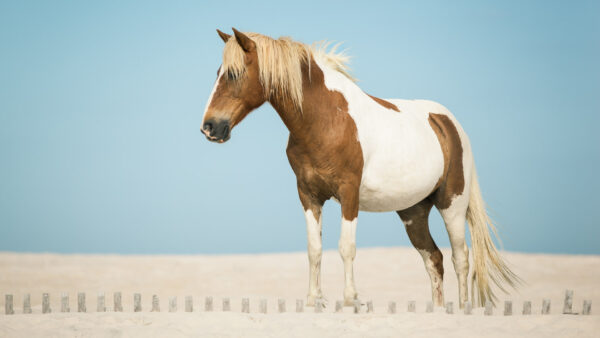 Wallpaper Sky, Background, White, Brown, And, With, Horse, Blue, Desktop