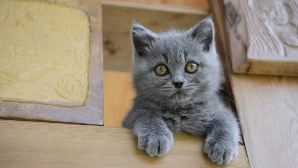 Wallpaper Kitten, The, Desktop, Gray, Sitting, Cupboard