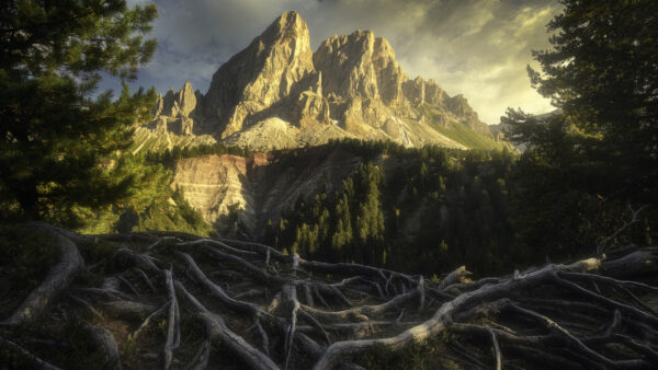 Wallpaper Roots, With, And, Mountains, Tree, Nature, Sunbeam, View, Closeup, Landscape