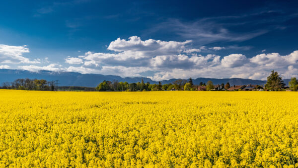 Wallpaper White, Daytime, Green, Beautiful, Sky, Under, Nature, Yellow, Trees, Rapeseed, Desktop, Flowers, During, Clouds, Mobile, Field, Blue