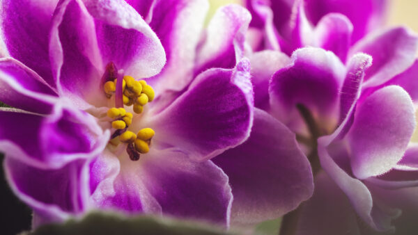 Wallpaper Flowers, Closeup, View, Purple, Petals