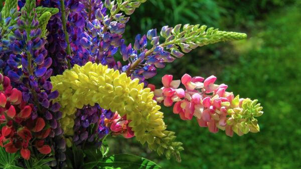 Wallpaper Leaves, Colorful, Blur, Lupine, Green, Background, Flowers