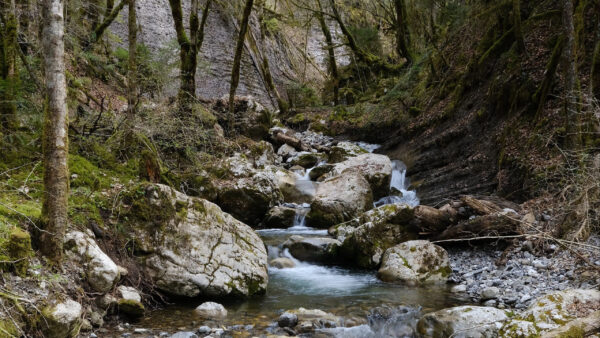 Wallpaper Nature, Stones, Forest, River, Stream, Water